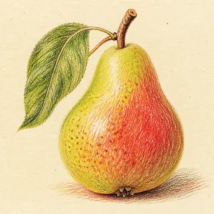 Euro Pear