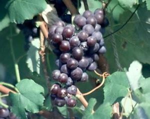 New York Muscat
