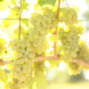 Sauvignon Blanc
